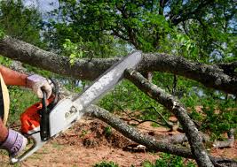 Woodridge, IL Tree Removal Services Company